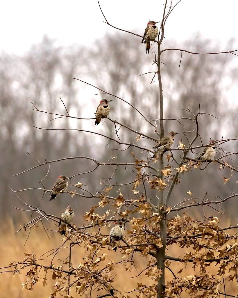 Northern Flickers by U.S. Fish and Wildlife Service - Midwest Region is licensed under CC BY 2.0.